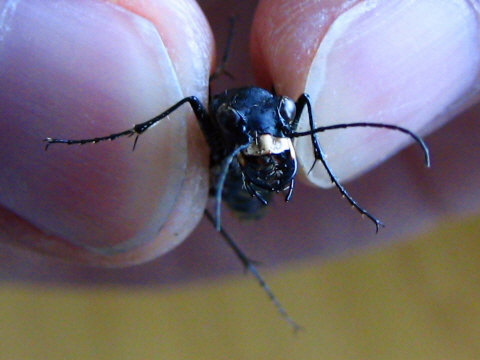 アイヌハンミョウ アイヌハンミョウ