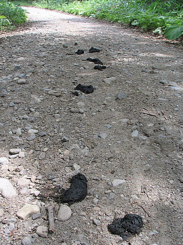 クマのフン クマのフン