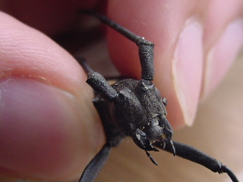 ヒゲナガカミキリ ヒゲナガカミキリ