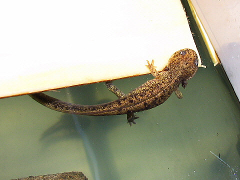 エゾサンその1 エゾサンその1