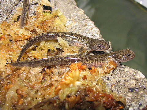 エゾサンその2 エゾサンその2