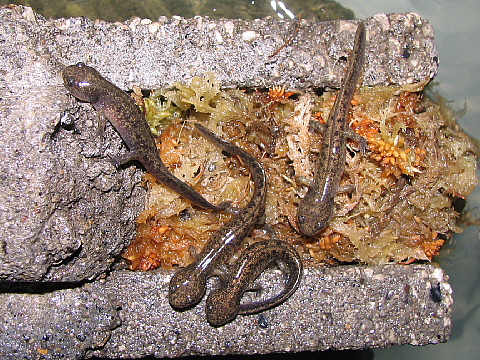 エゾサンその3 エゾサンその3