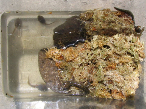 エゾサン エゾサン