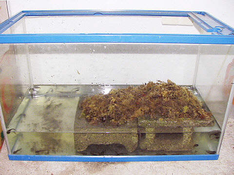 エゾサンケース エゾサンケース