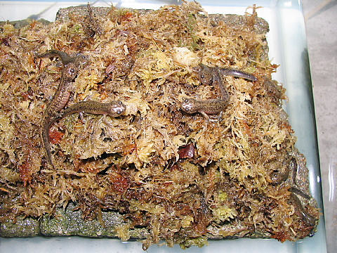 エゾサンケース内 エゾサンケース内