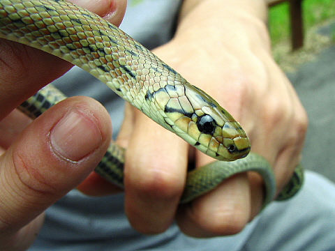 ジムグリの顔 ジムグリの顔