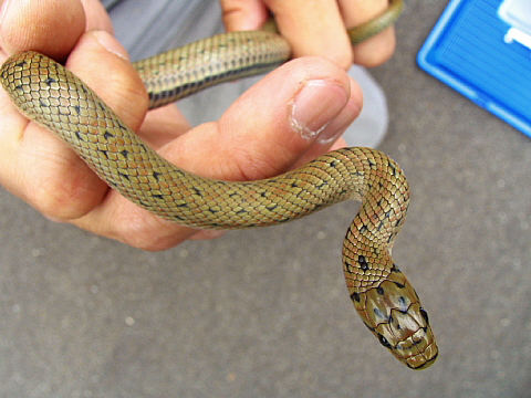 ジムグリの模様 ジムグリの模様