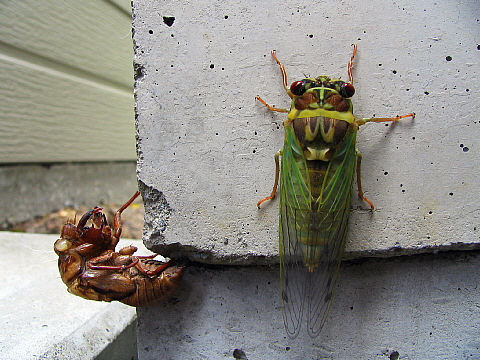 コエゾゼミと抜け殻 コエゾゼミと抜け殻