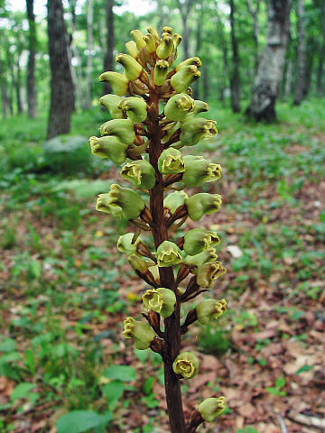 通常の花の様子 通常の花の様子
