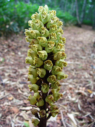 凄い花の量 凄い花の量