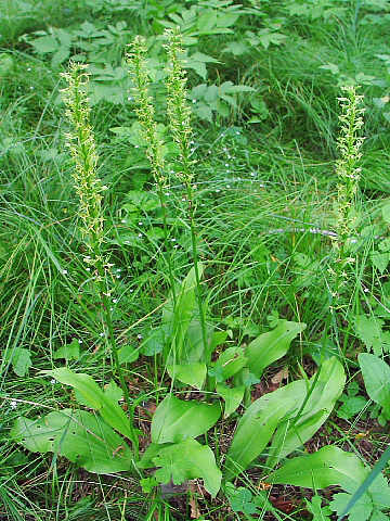 ヒロハノトンボソウ ヒロハノトンボソウ