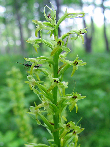 ヒロハノトンボソウ ヒロハノトンボソウ